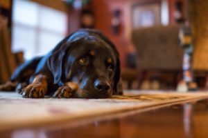 How to use enzyme cleaner for dog urine