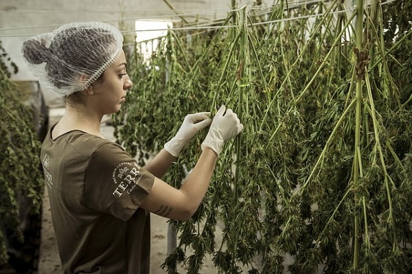 How to Choose the Best CBD Edibles for You How to Choose the Best CBD Edibles for You