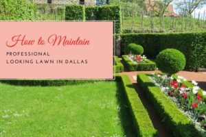 Lawn In Dallas