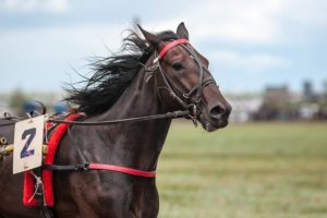 HOW TO TAKE CARE OF YOUR RACEHORSE