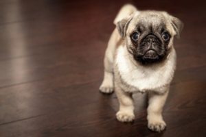 Dog Breed