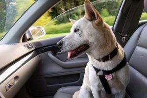 Travel With Your Emotional Animal Support