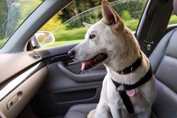 Travel With Your Emotional Animal Support
