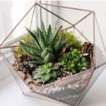 Small House Plant Delivery Online