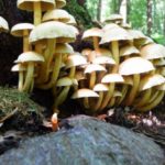 Mushroom supplements