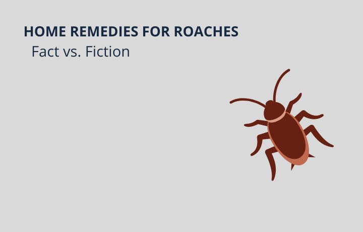 Home Remedies for Roaches
